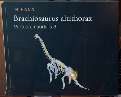 DinoBones 10 percent expertise bone location diagram